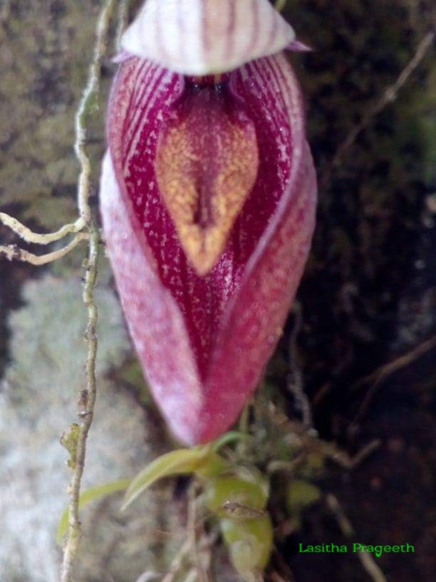 Bulbophyllum elegans Gardner ex Thwaites